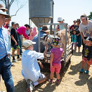 Goat milked during farm tour
