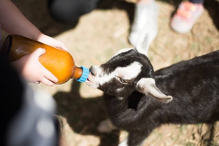 baby goat, hand feeding, farm