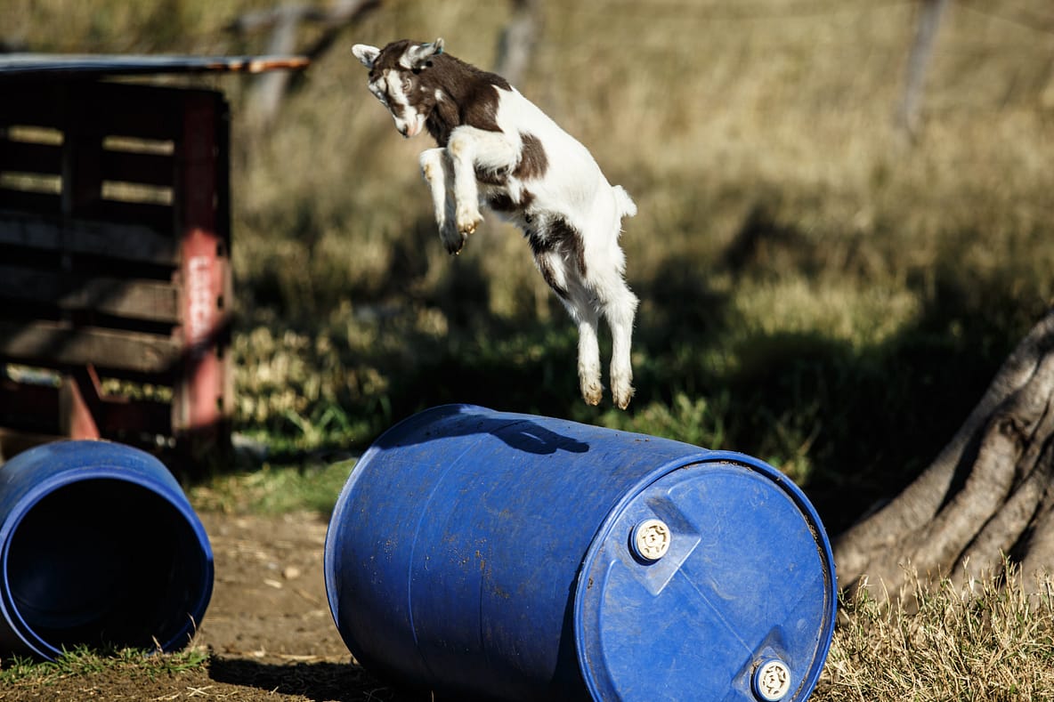 Baby goat jumping over a blue barrel